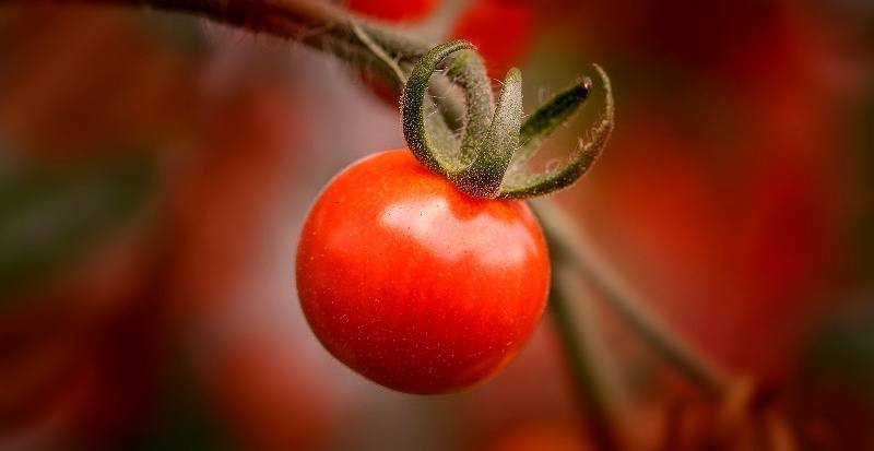 agricultura