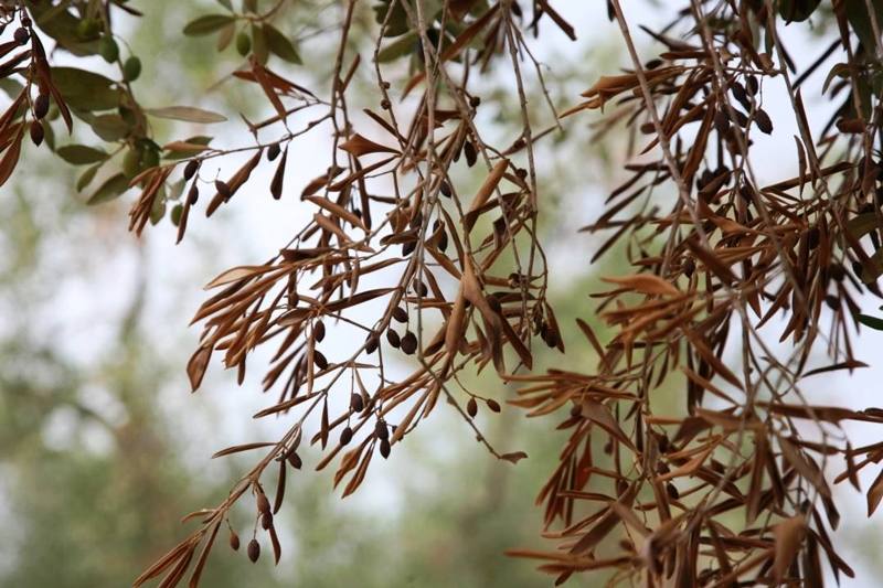 xylella fastidiosa