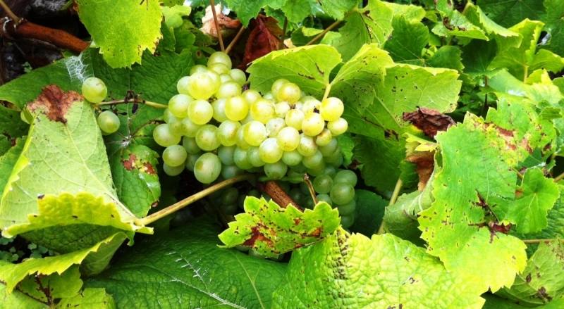 vitis