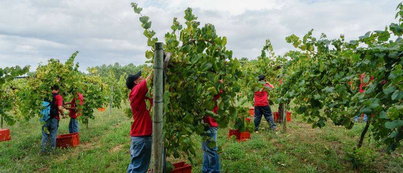 vinhos