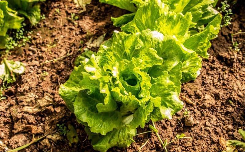 agricultura