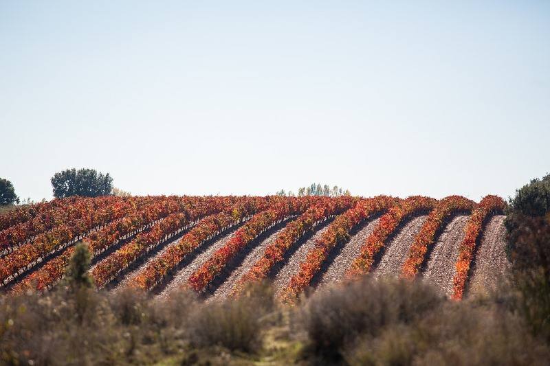 agricultura