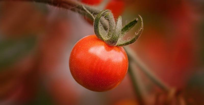 agricultura biologica