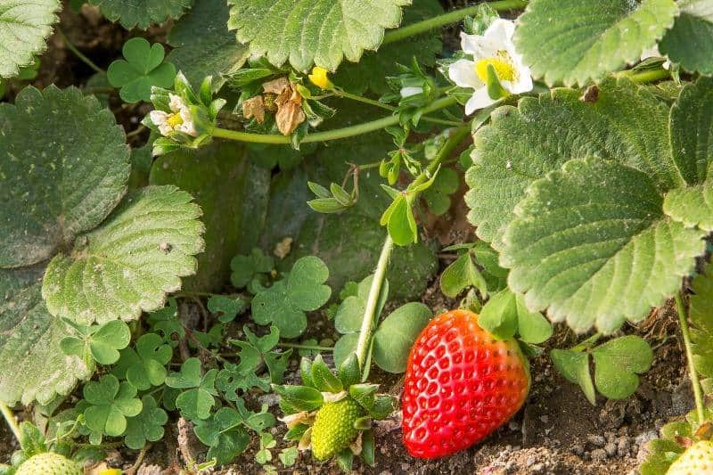 agricultura biologica