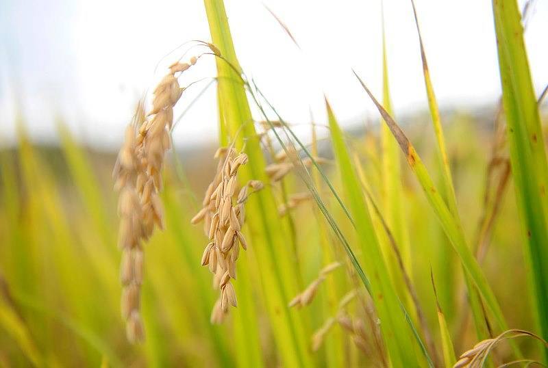 arroz