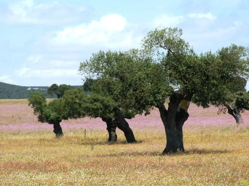 azinheiras