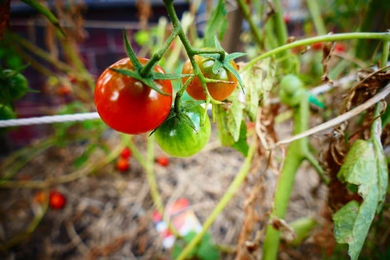 agricultura biologica