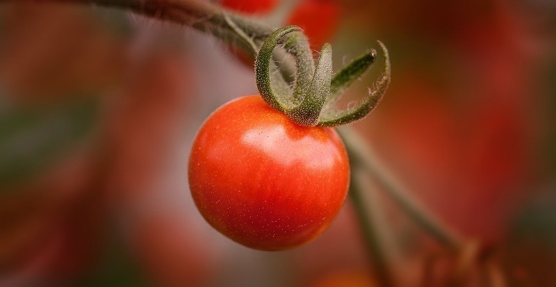 horticultura