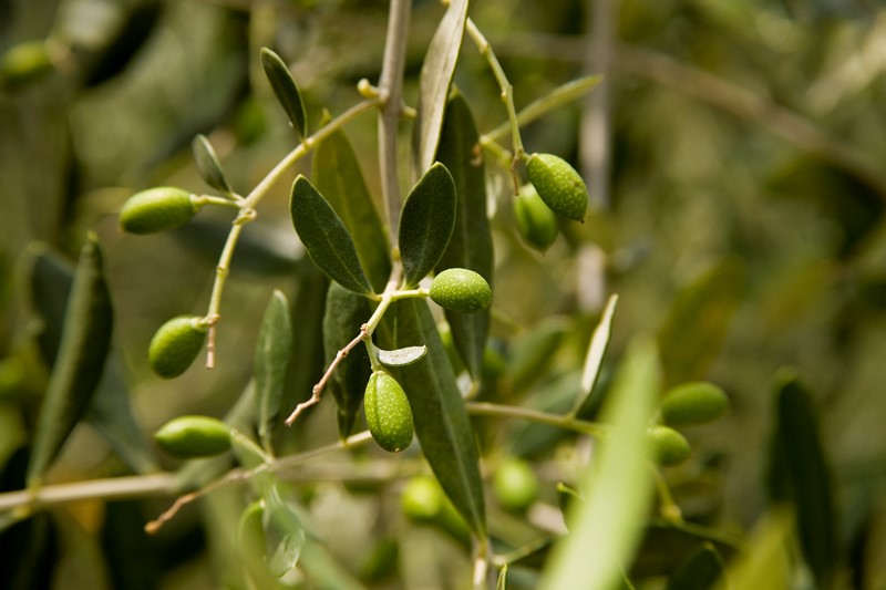 xylella fastidiosa