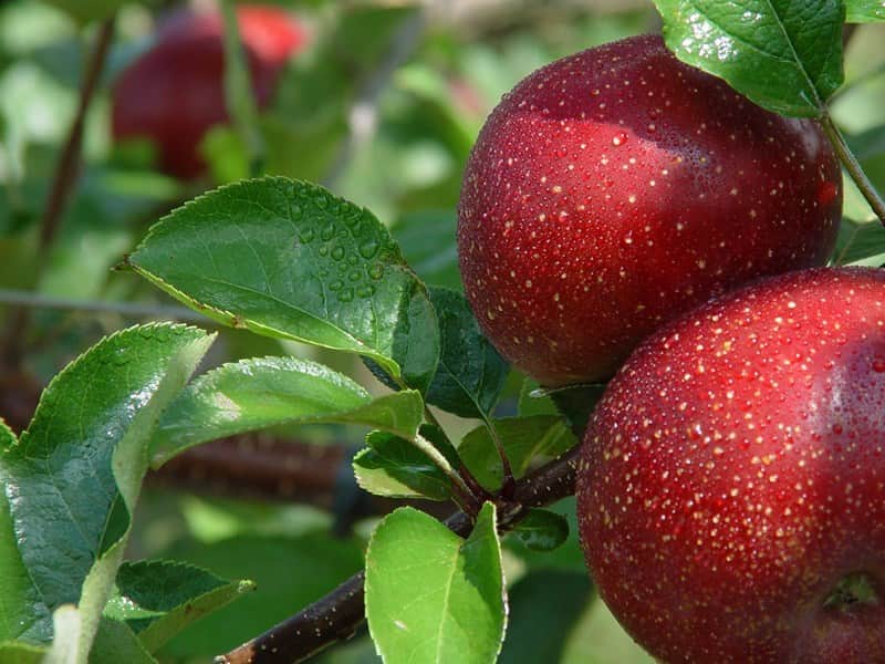 fruta