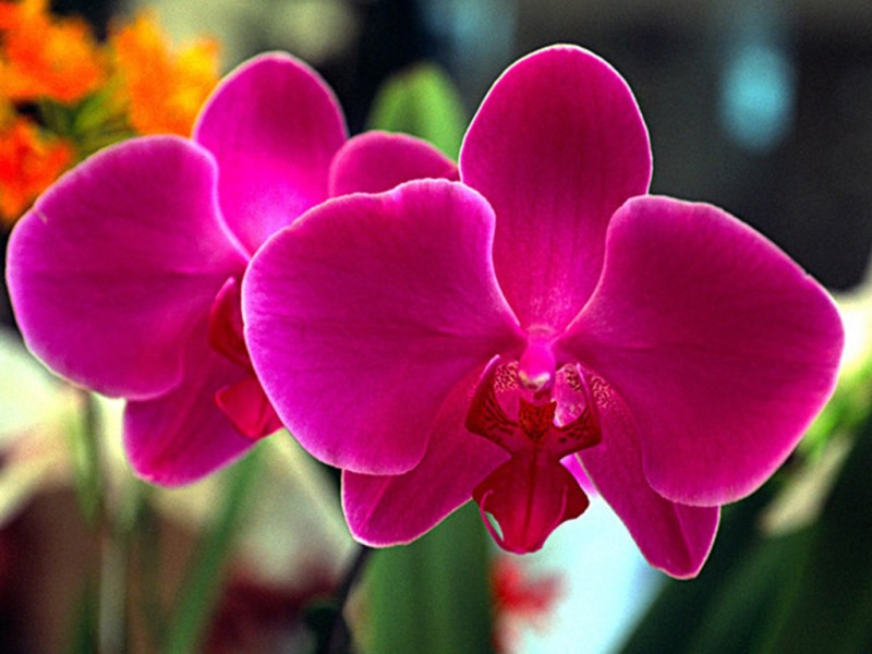 orquideas