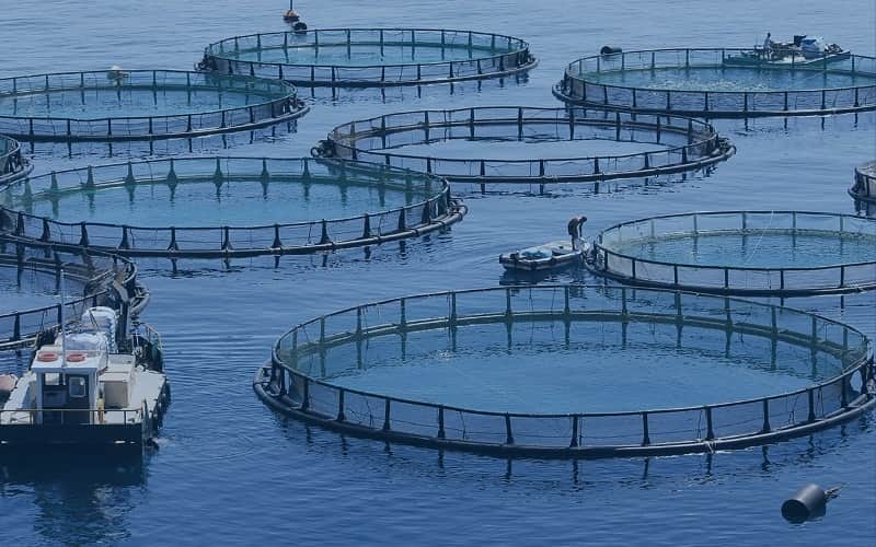 A visão do leigo sobre Aquacultura os benefícios Portal Agronegócios.eu