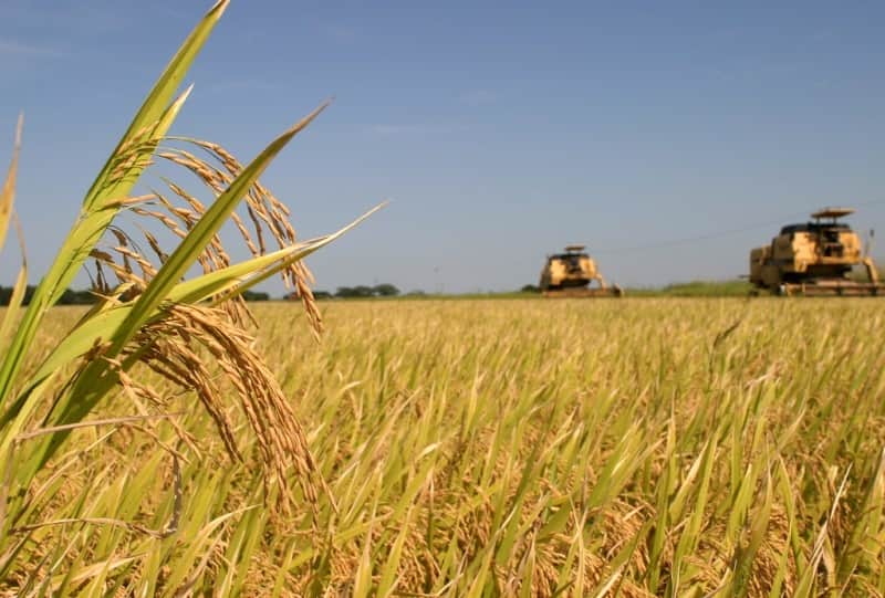 agricultura