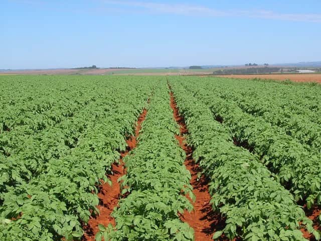 batata
