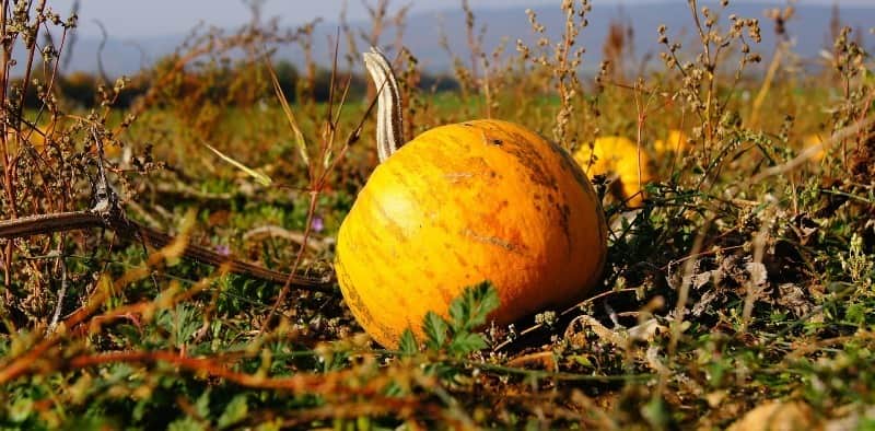 agricultura