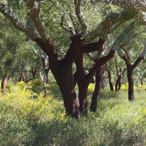 gestao florestal