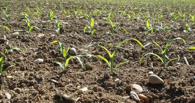 agricultura