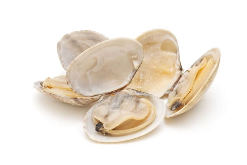 bivalves