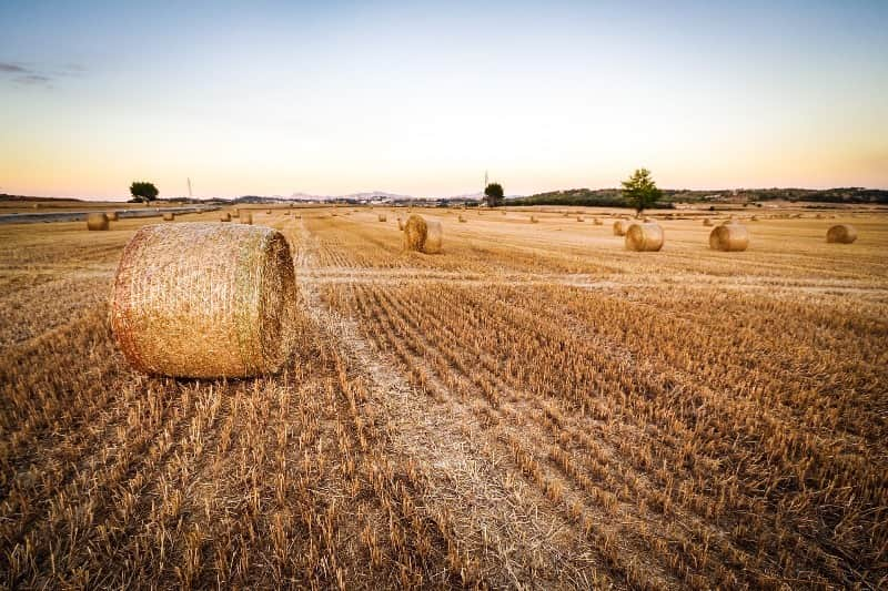 agricultura