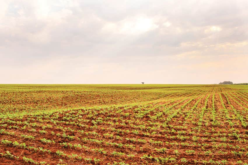 agricultura 