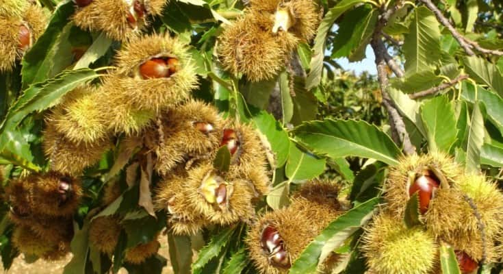 castanheiro