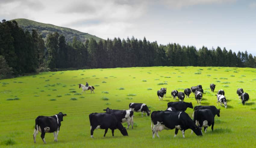 vacas