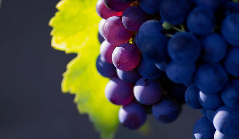 uvas