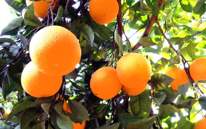agricultura biologica