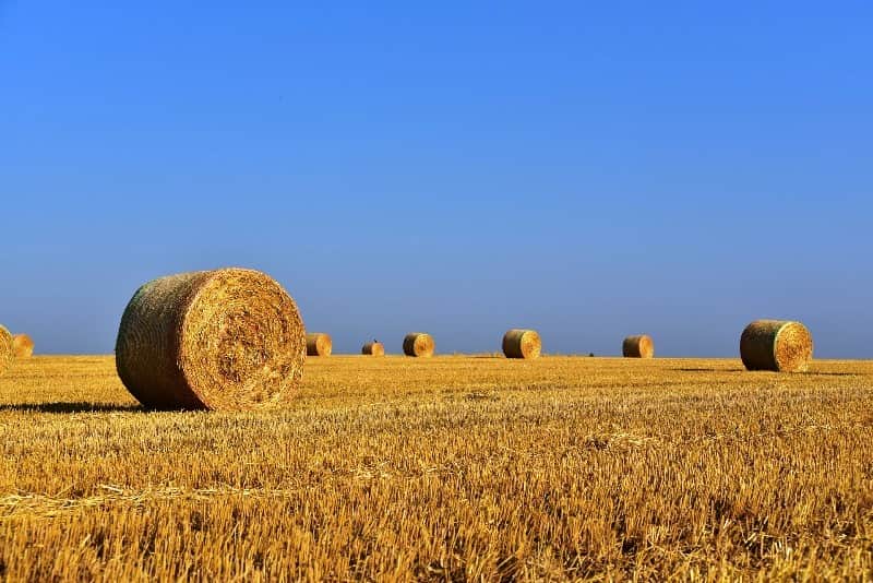 agricultura