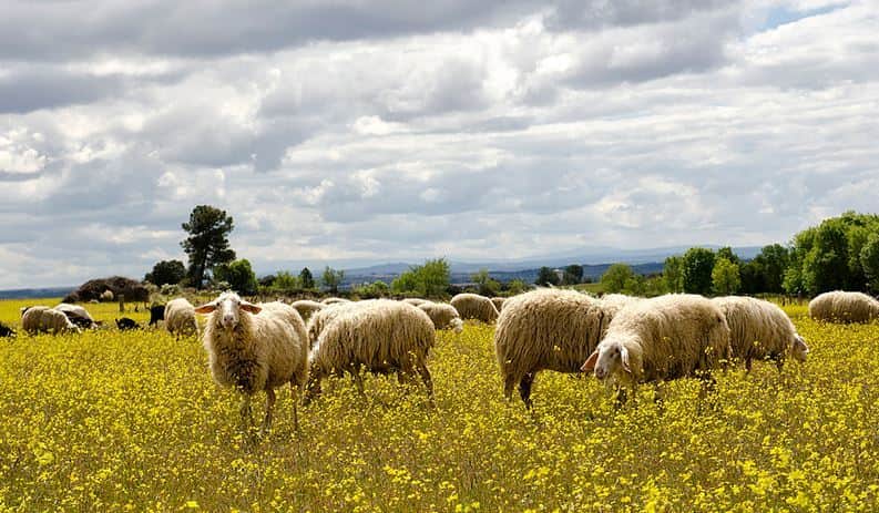 agropecuaria