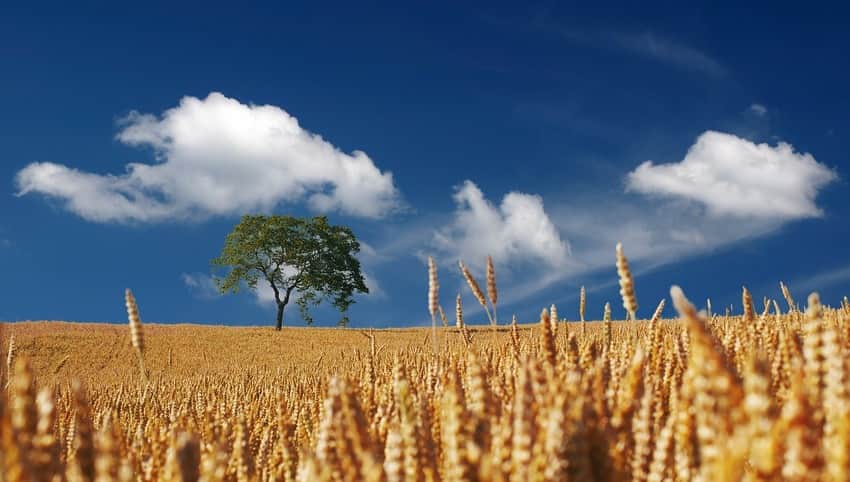 agricultura