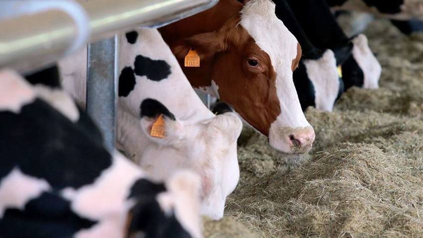 Jornadas Alimentação Animal