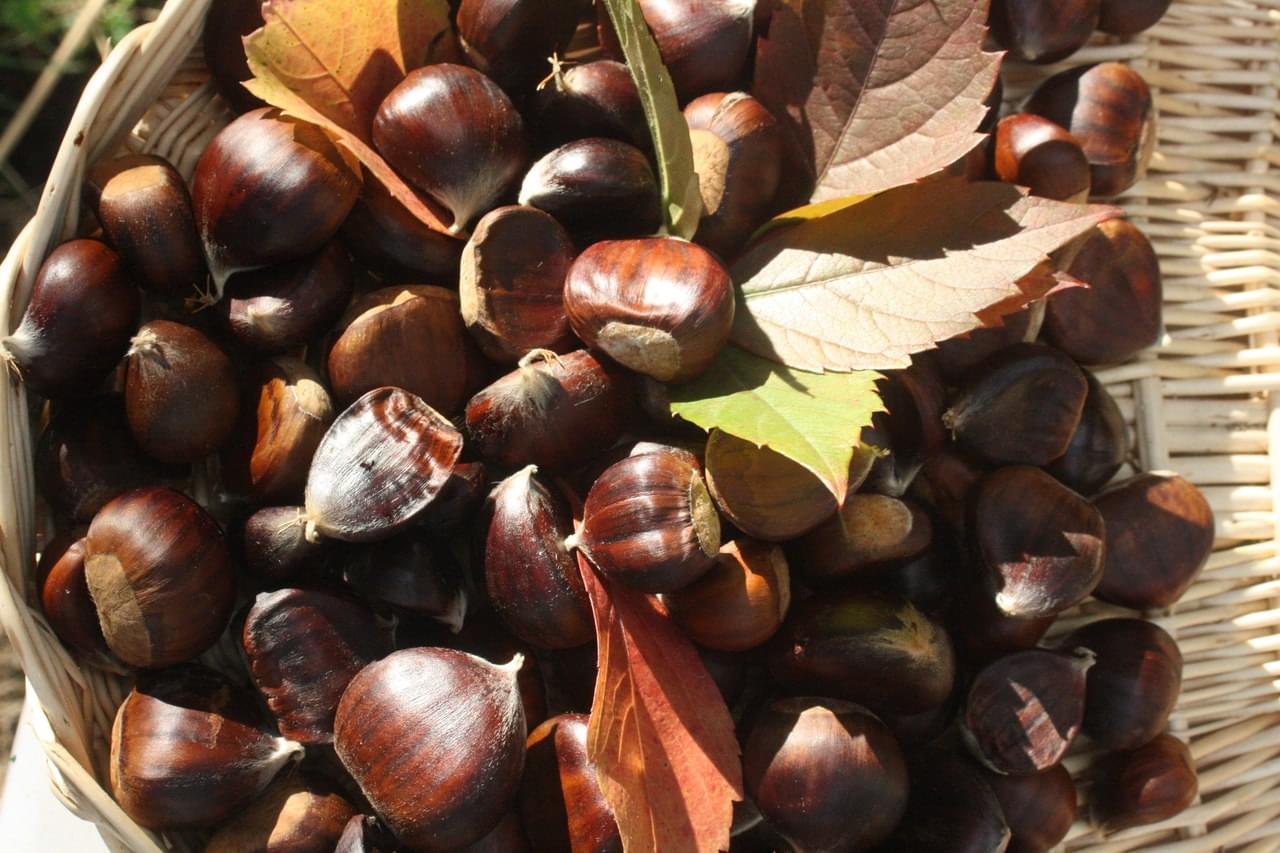 Castanhas