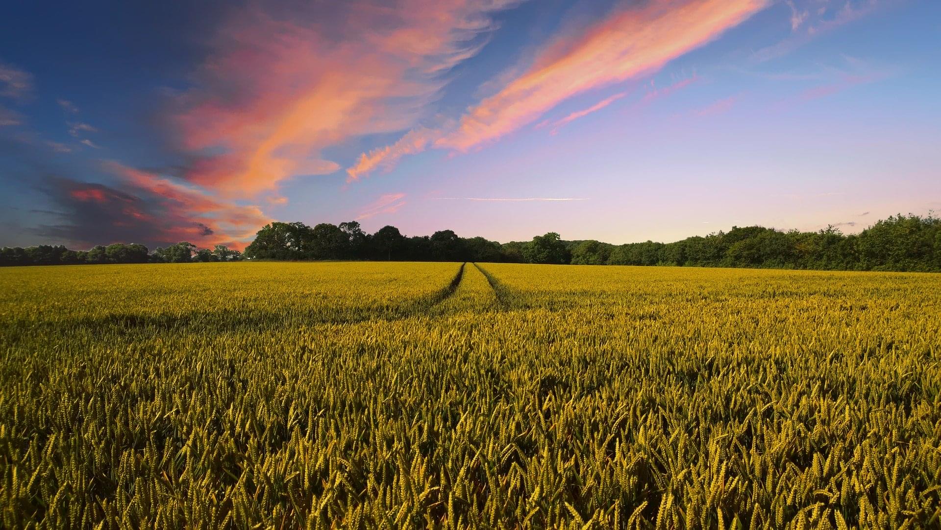 Agricultura