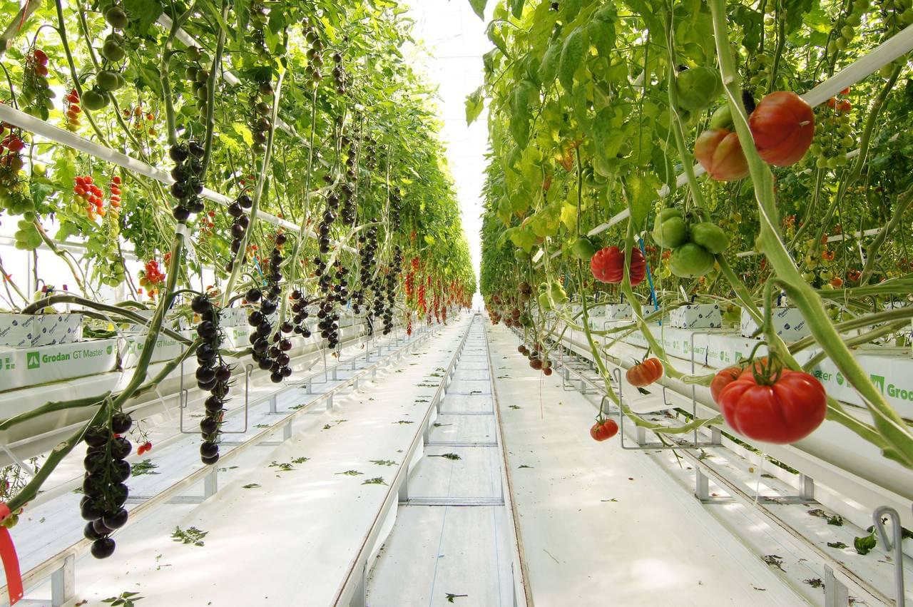 Syngenta Tomato Vision