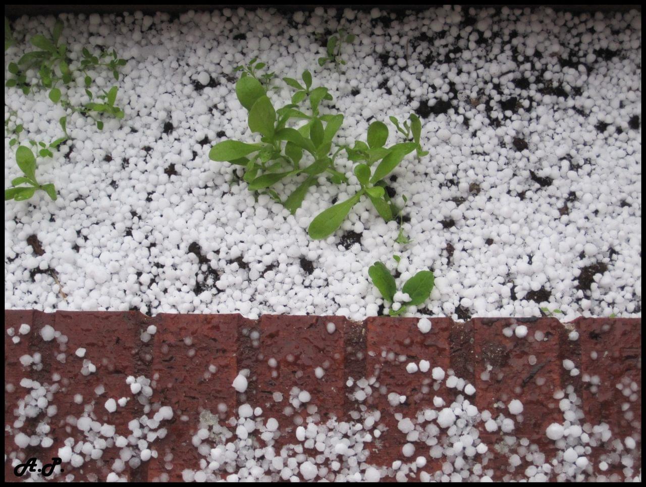 Granizo Agricultura