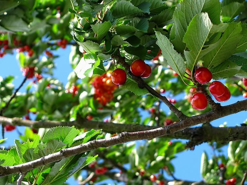 Cerejas