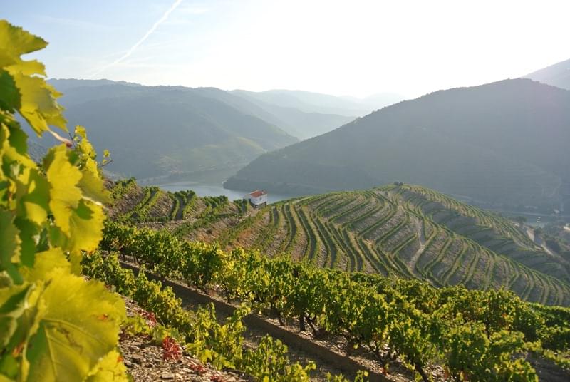 Douro Vinhateiro