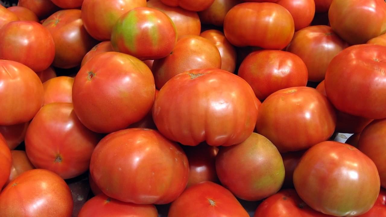 Tomates ToBRFV
