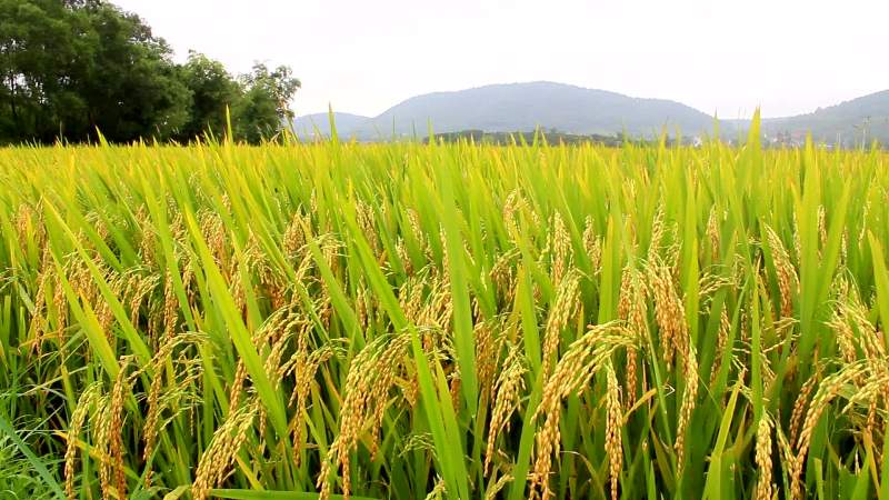 Agricultura Biológica