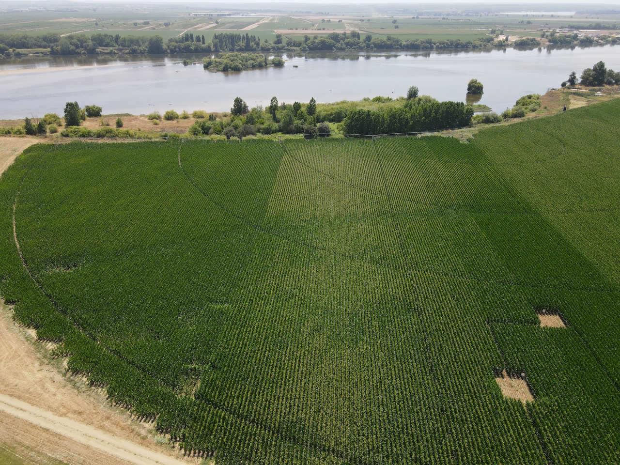 Syngenta Agroglobal