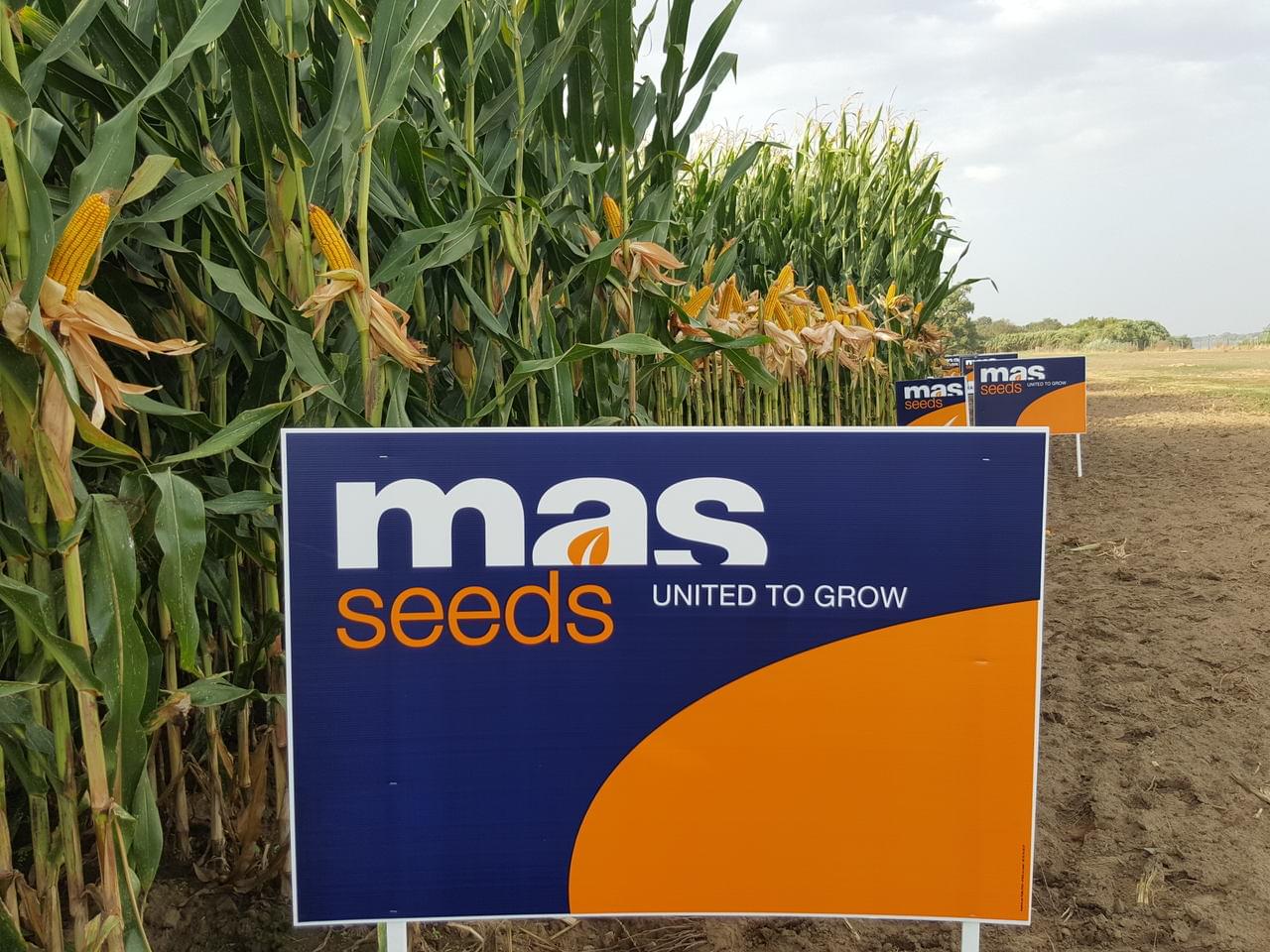 MAS SEEDS