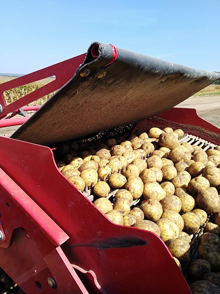Batata