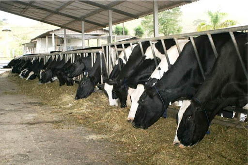 Alimentação animal IACA