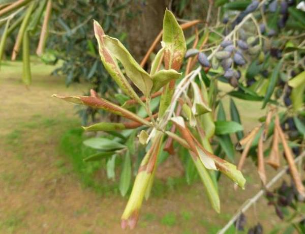 Xylella fastidiosa