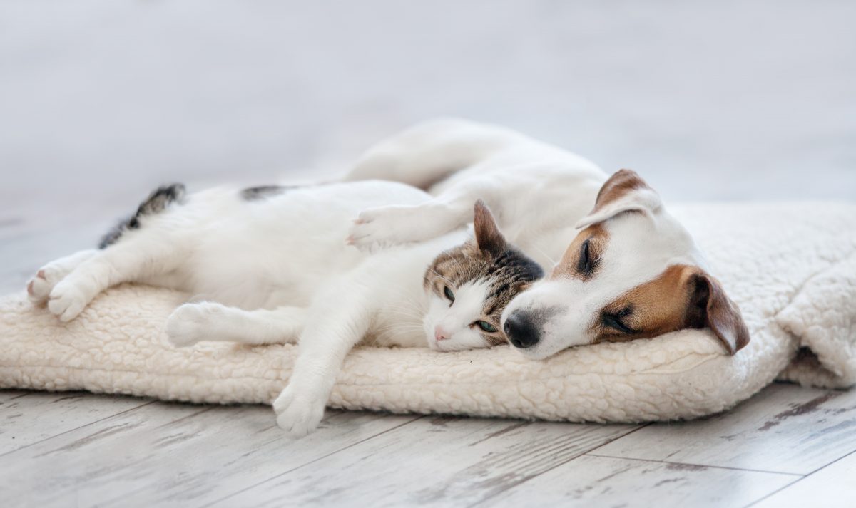 Animais de companhia