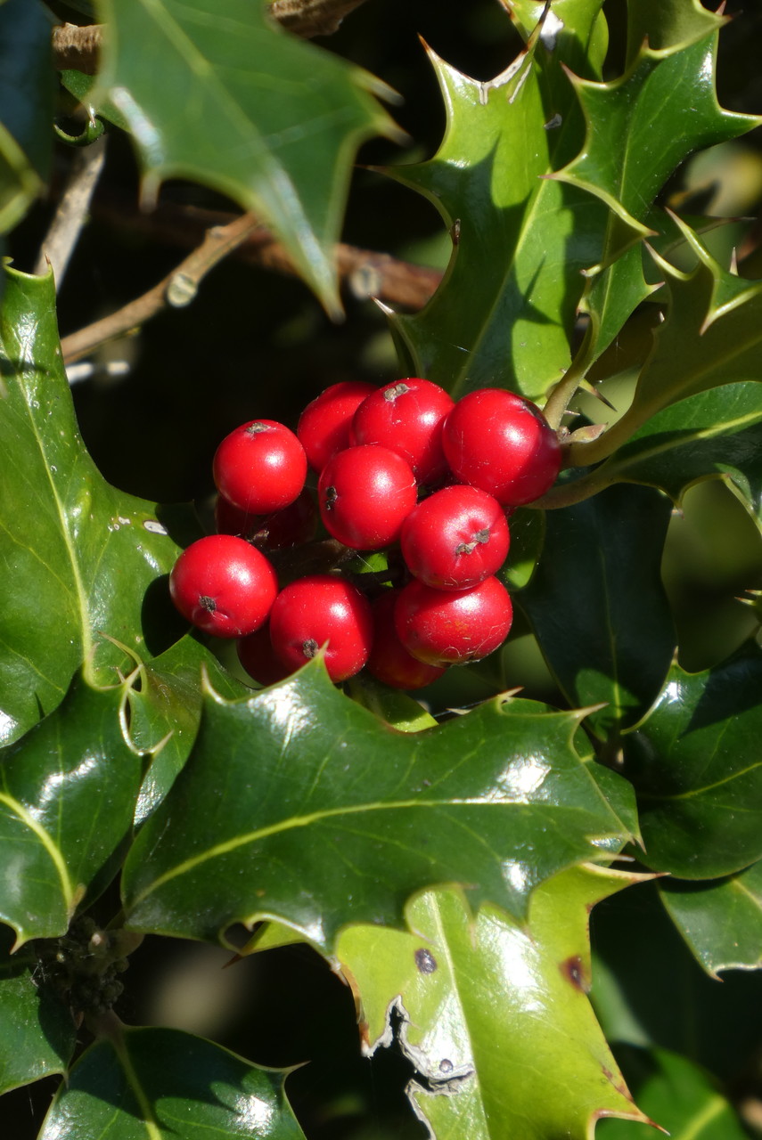 Vamos falar sobre o azevinho, o símbolo do Natal | Portal Agronegó