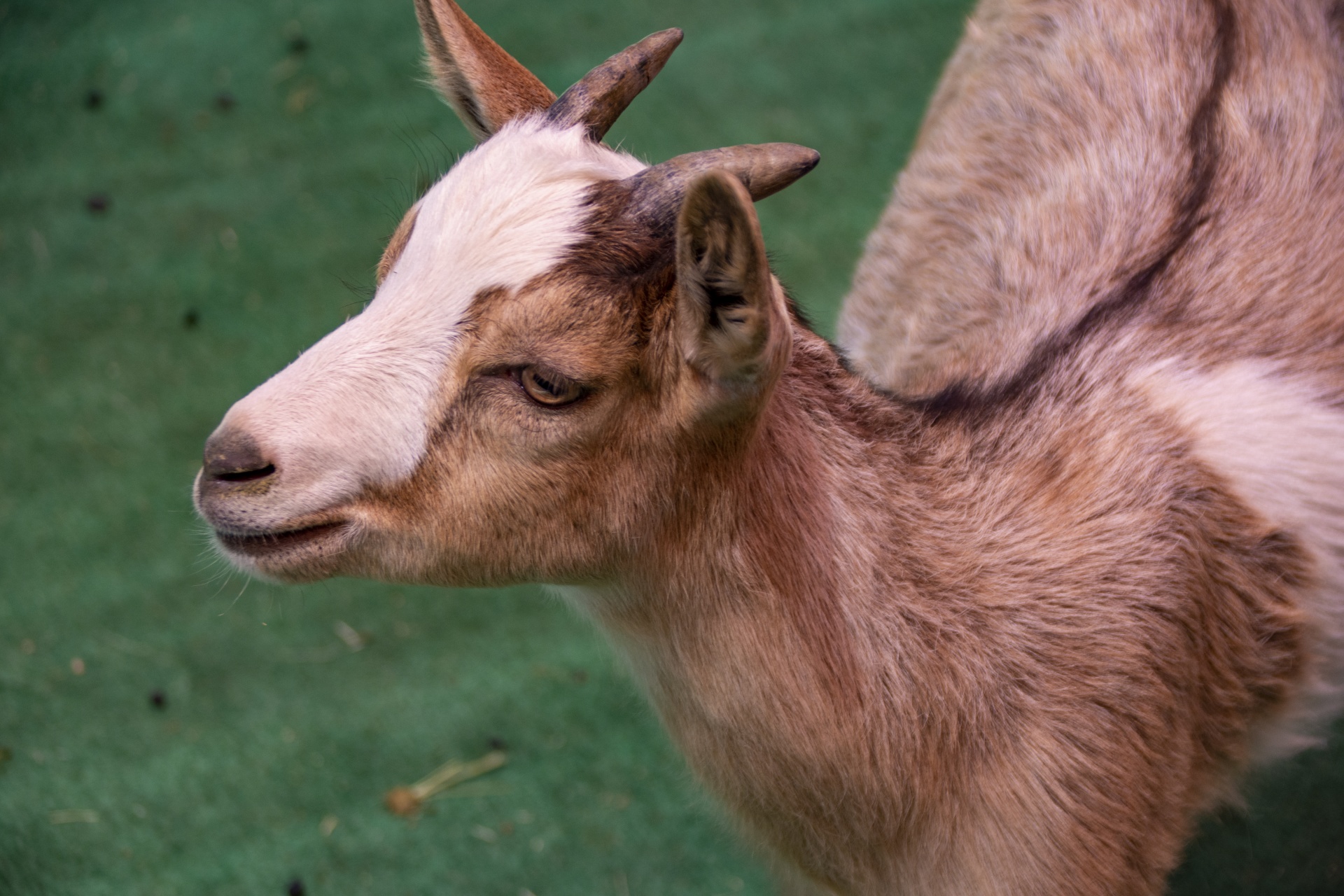 Língua azul cabrito