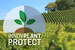 InnovPlantProtect desenvolve novas soluções biológicas