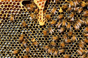 FNAP convida apicultores a responder a questionário para avaliar perda de efetivo apícola